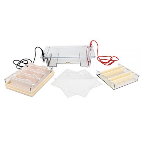 六一生物瓊脂糖水平電泳儀DYCP-31E